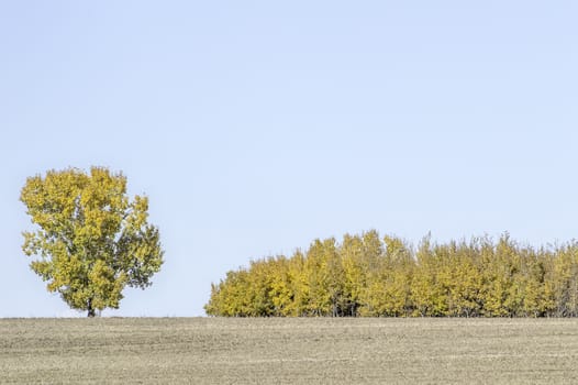 The crops have been brought in and now the fields are barren, except for these trees crowned in orange and yellow.