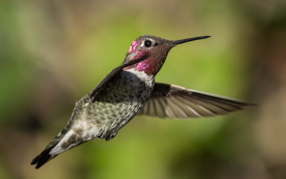 Anna's Hummingbird in Flight, Color Image, Day