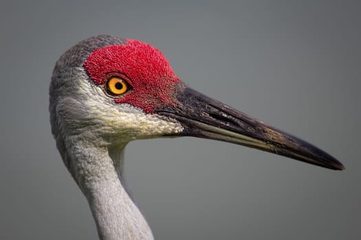Bird, Sanhill Crane, Close-up, Day, Florida, USA