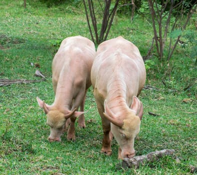 Young calf buffalo eating grass.