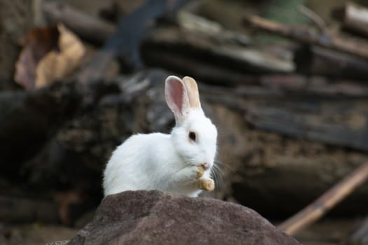 The white rabbit with rocks.
