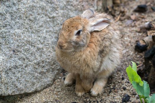 The brown rabbit with rocks.