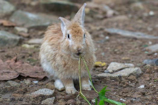 The brown rabbit with rocks.