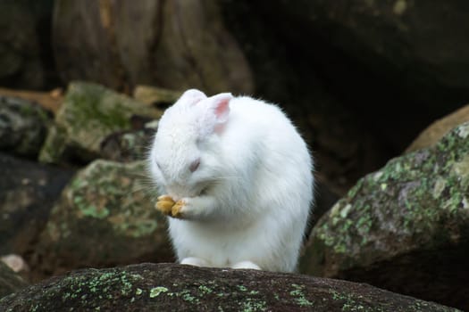 The white rabbit with rocks.