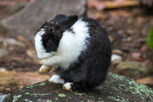 Black white rabbit with rocks.