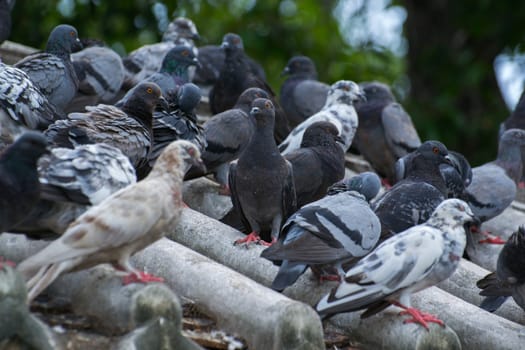 Many birds on the roof.