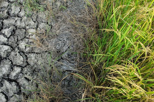 Cracked earth and Green rice plant.