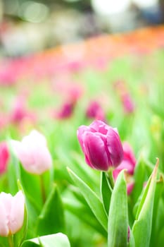 Tulip with blur flower background