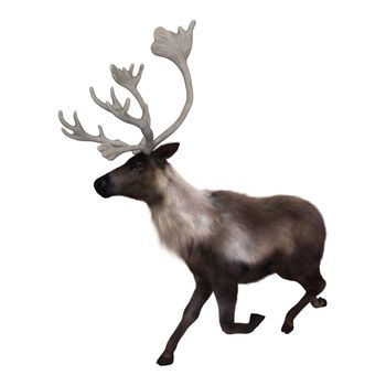 3D digital render of a caribou running isolated on white background