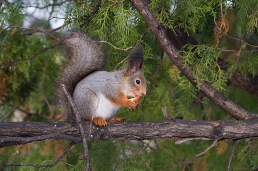 The photograph shows a squirrel