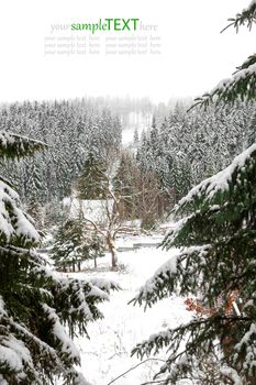 Snow covered fir trees in mountains.