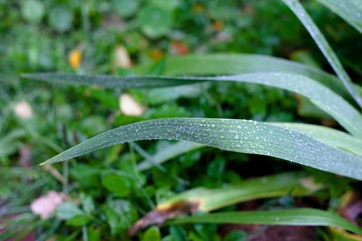 Long green leaves and water drops after a rain
