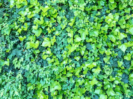 background composed of green leaves of ivy