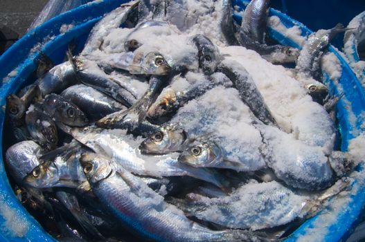 Herring in ice bucket ready for transport