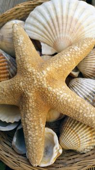 Starfish and Shells in a Straw Basket