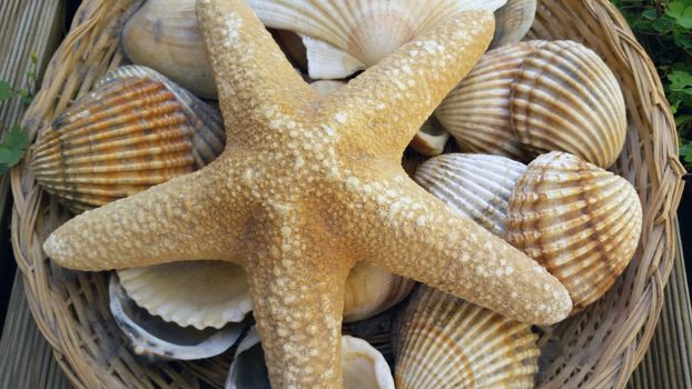 Starfish and Shells in a Straw Basket