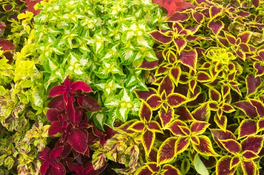Red and green leaf plants