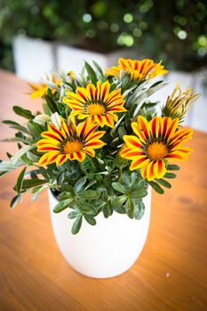 Gazania Splendens 'Daybreak Red Stripe F1', treasure flower