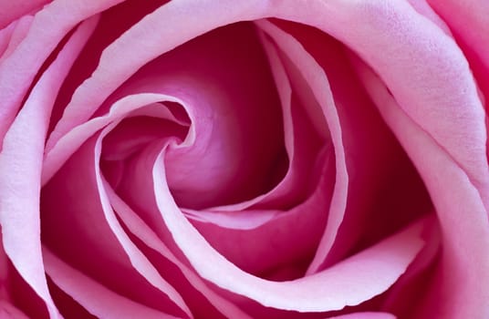 Macro shot on a pink rose-shallow DOF