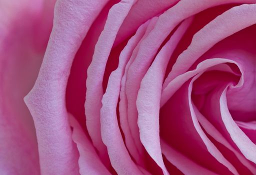 Macro shot on a pink rose
