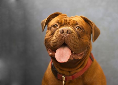 Dogue de Bordeaux portrait, gray background