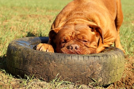 Bordeaux mastiff playing with a tire on a meadow