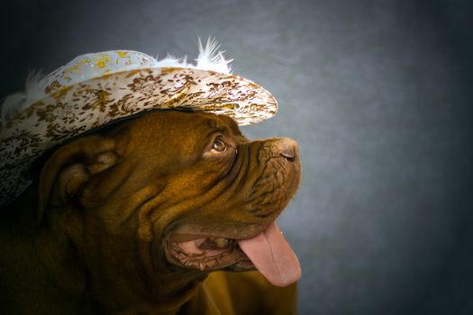 Dogue de Bordeaux in the hat