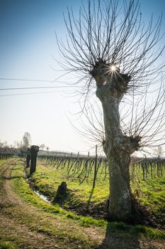 vineyards on the hills in spring, Soave, Italy