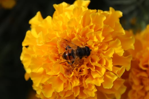 Eristalis pertinax known as hoverfly on a flower.