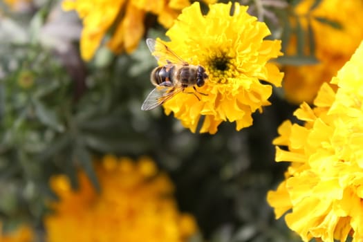 Eristalis pertinax known as hoverfly on a flower.