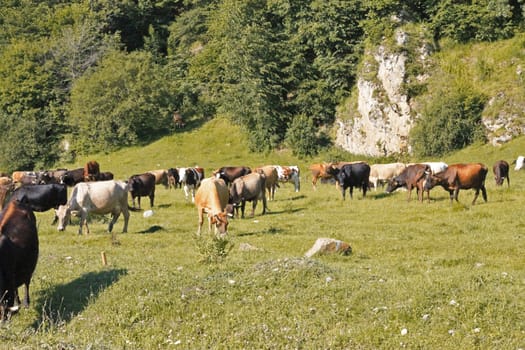 A Cow Standing On The Summer Meadow