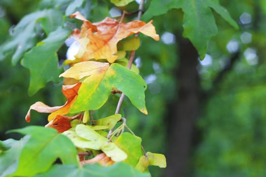 Green and yellow leaves on the branch in the autumn forest