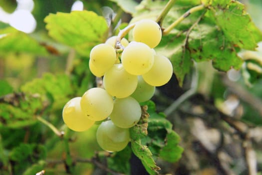 Bunch Of White Grape In The Vineyard