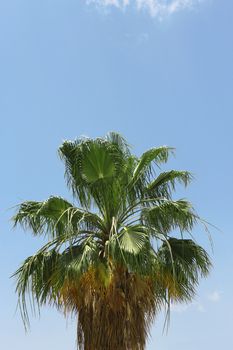 Palm tree against blue sky. Tropical nature