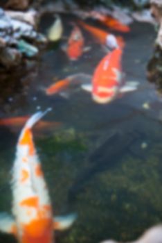 image of koi blur for backgound
