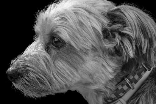 A close up of a Yorkshire Terrier wearing a collar in black and white on a black background.