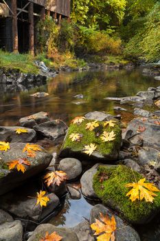 Maple Leaves on Moss Covered Rocks at Cedar Creek Grist Mill in Washington State during Fall Season