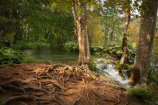 Forest in Plitvice Lakes National Park, Croatia