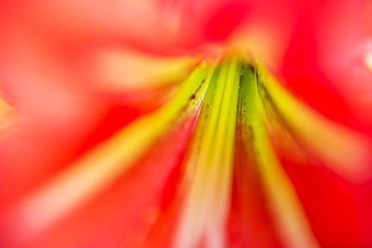 Closeup of a flower in the garden during the day.