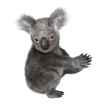 3D digital render of a cute koala isolated on white background