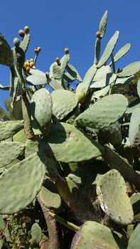 Prickly Pears cactus in Roquebrune-Cap-Martin, France