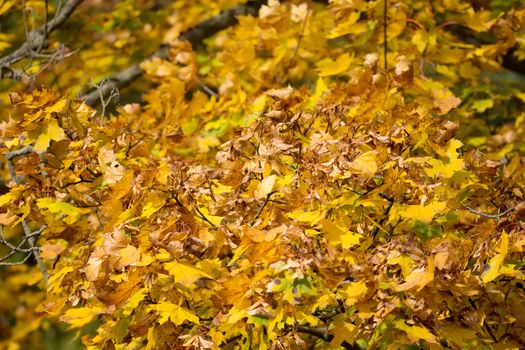 Autumn background with yellow and orange maple leaves