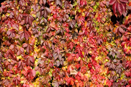 Autumn background with yellow and red leaves for backdrop