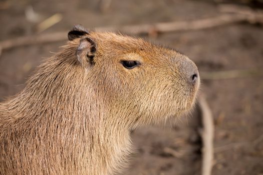 Close up photo of Capybara, Hydrochoerus hydrochaeris, the largest rodent