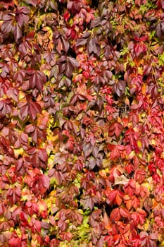 Autumn background with yellow and red leaves for backdrop