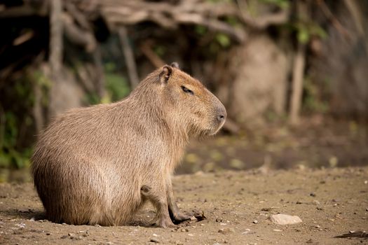 Close up photo of Capybara, Hydrochoerus hydrochaeris, the largest rodent