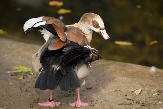 Egyptian Goose, Alopochen aegyptiacus, near water, cleaning her body