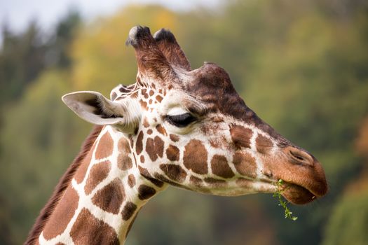 Close up photo of young cute giraffe grazing, Giraffa camelopardalis reticulata