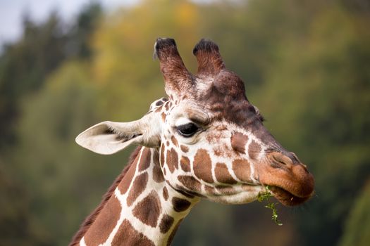 Close up photo of young cute giraffe grazing, Giraffa camelopardalis reticulata
