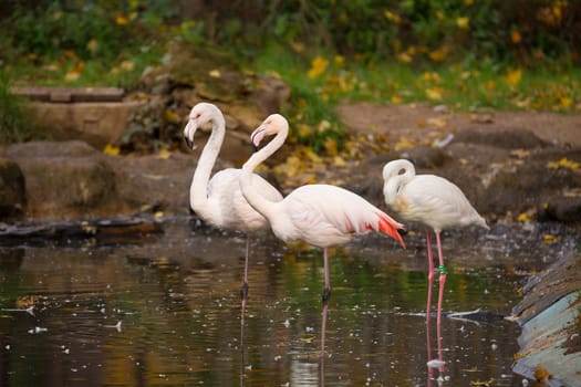 Beautiful pink American Flamingos in water Phoenicopterus Roseus